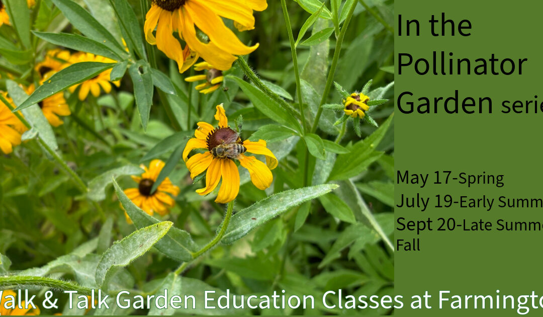 Late Summer & Fall in the Pollinator Garden Walk & Talk